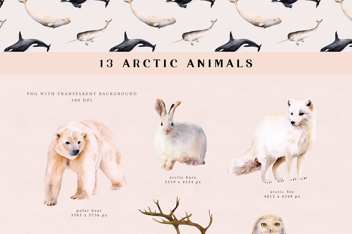 Arctic Life watercolor collection, an Animal Illustration by Diana Askarova Art (Photo 7 of 11)