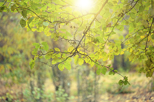 Tree branches with green leaves against a bright sunlit forest b, a Nature Photo by ndanko