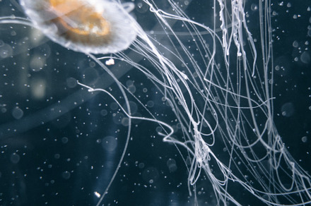Jellyfish floating in the deep ocean, an Animal Photo by GoodGoods