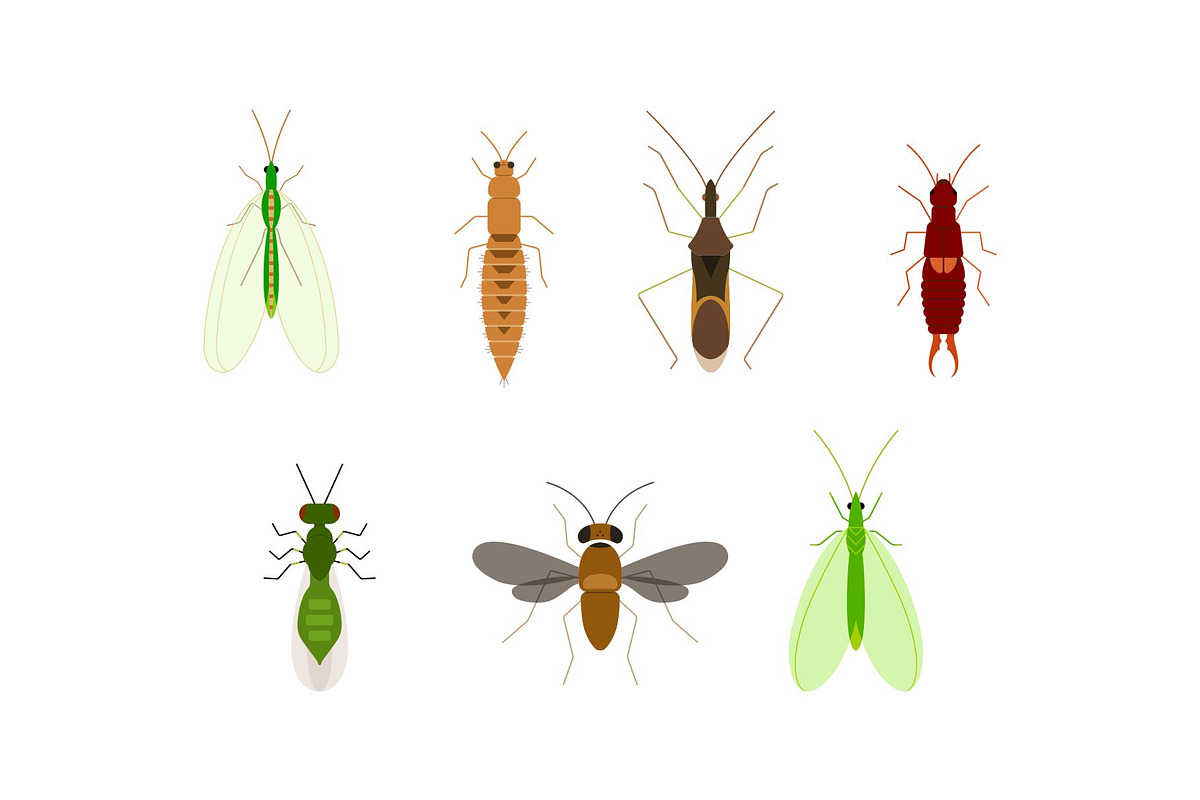 Flat Insects Illustration, an Animal Illustration by Buqancreative (Photo 5 of 6)