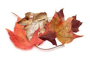 Dry leaves containing nature, picture, and image