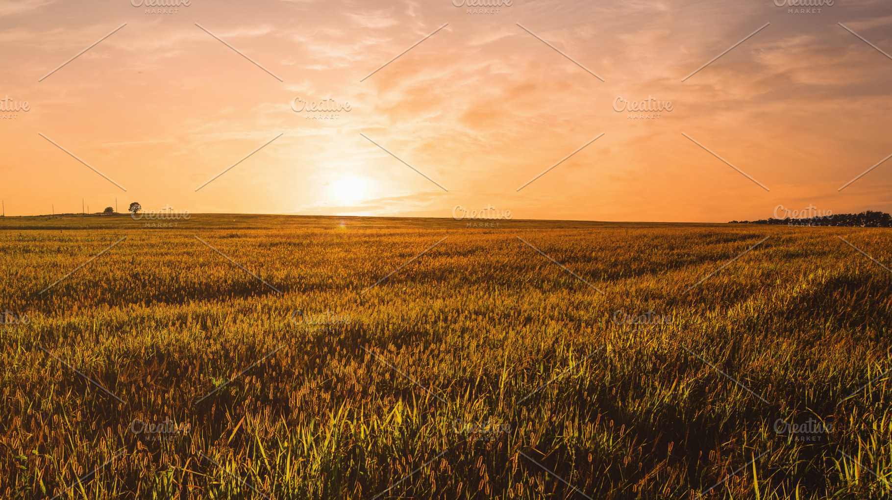 Golden hour over grain field for pastoral serenity. Sunlight ill, a Nature Photo by Eugene_Photo