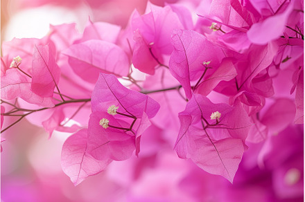 Vibrant pink bougainvillea blossoms, a Nature Photo by Ylivdesign