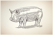 Pigs in graphical style, an Animal Illustration by Countryside life (Thumbnail 6 of 11)