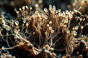 72 Microscopic Fungi Backgrounds, a Background Graphic by h.utomo (Thumbnail 70 of 72)