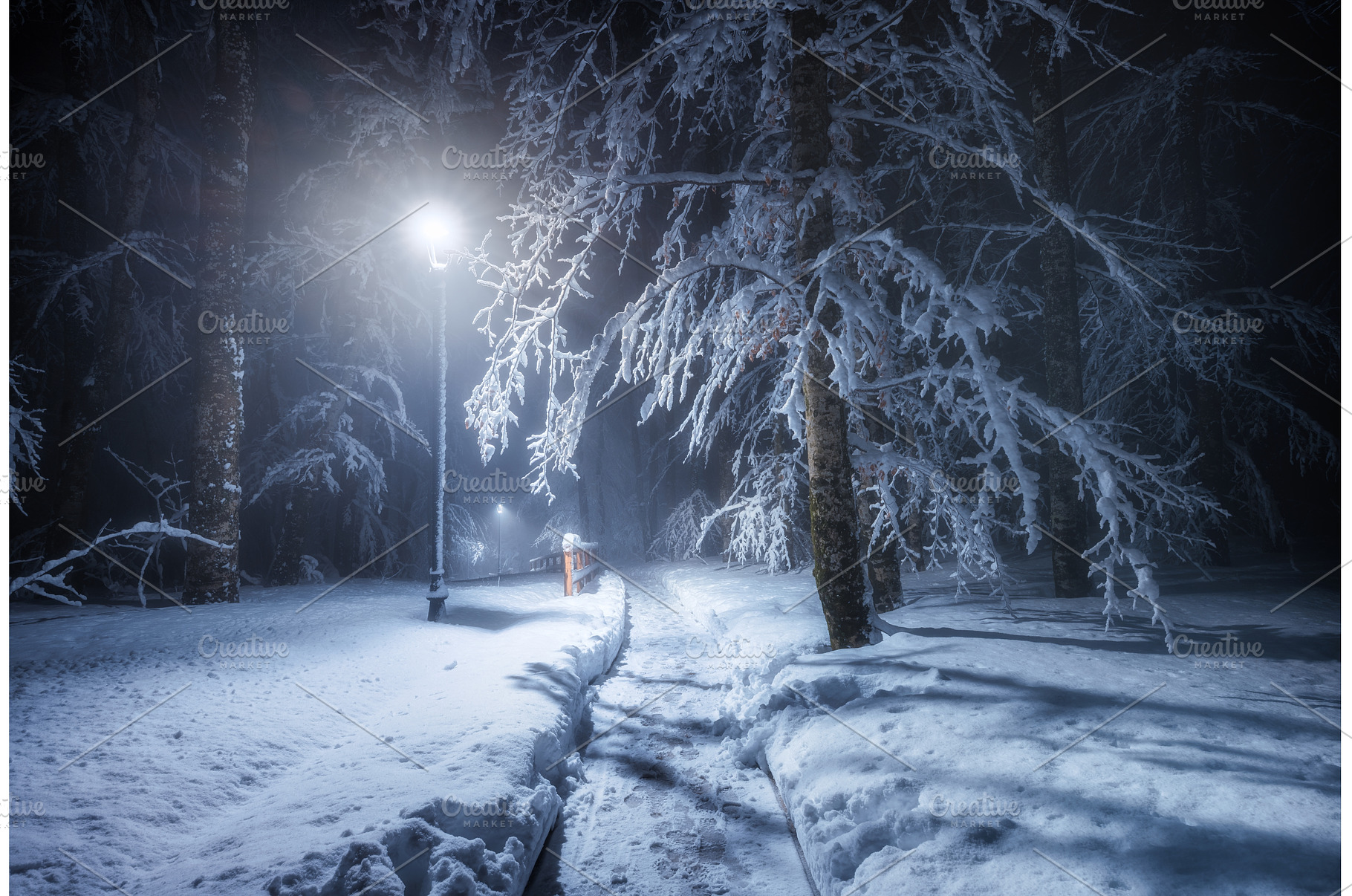 Mystical winter night in a forest, a Nature Photo by den-belitsky