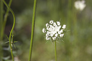 Summer Garden Collection, a Photo by Paper City Design (Thumbnail 16 of 21)