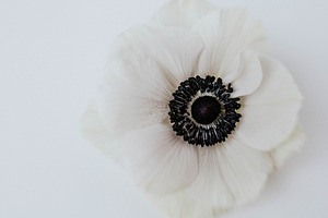 White Anemone