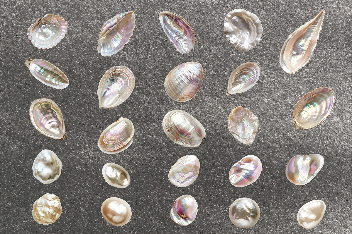 Seashells & Pearls PNG Collection, an Object Graphic by Olha Kostiuk (Photo 5 of 5)