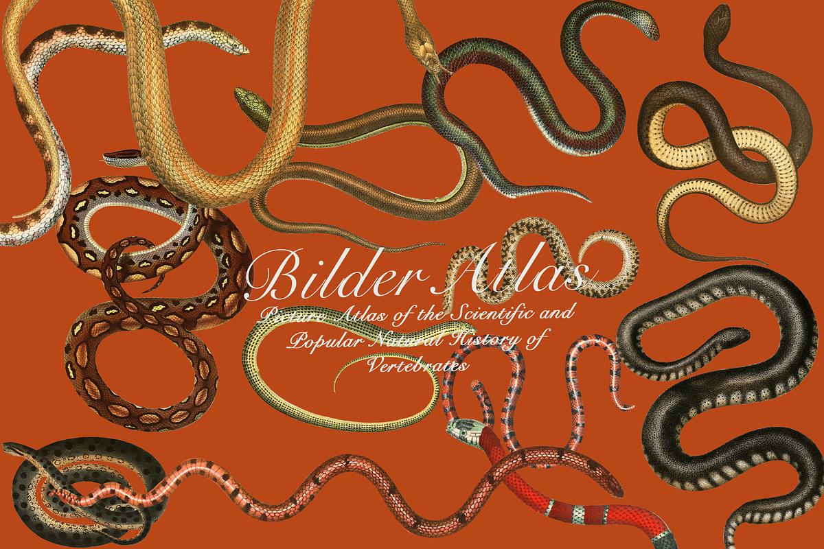 Vintage Vertebrate Animal Atlas, an Object Graphic by Lilithcollageart (Photo 9 of 14)