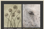 Windfall Organic Nature Backgrounds, a Background Graphic by alonahaidash (Thumbnail 5 of 14)