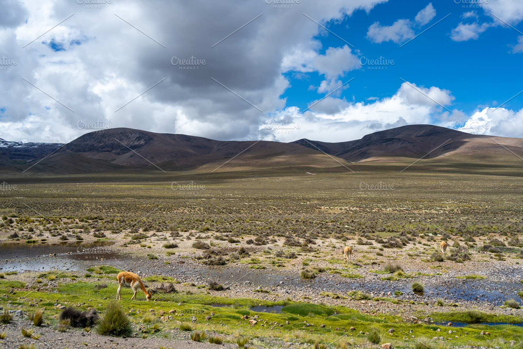 Vicunas Grazing in the Plains of Peru's Majestic Mountains, an Animal Photo by GoodGoods