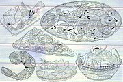 Food Collection, a Food Illustration by LidiaP (Thumbnail 3 of 3)