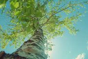 98 Trees view from below, a Nature Photo by Handmadefont (Thumbnail 23 of 98)