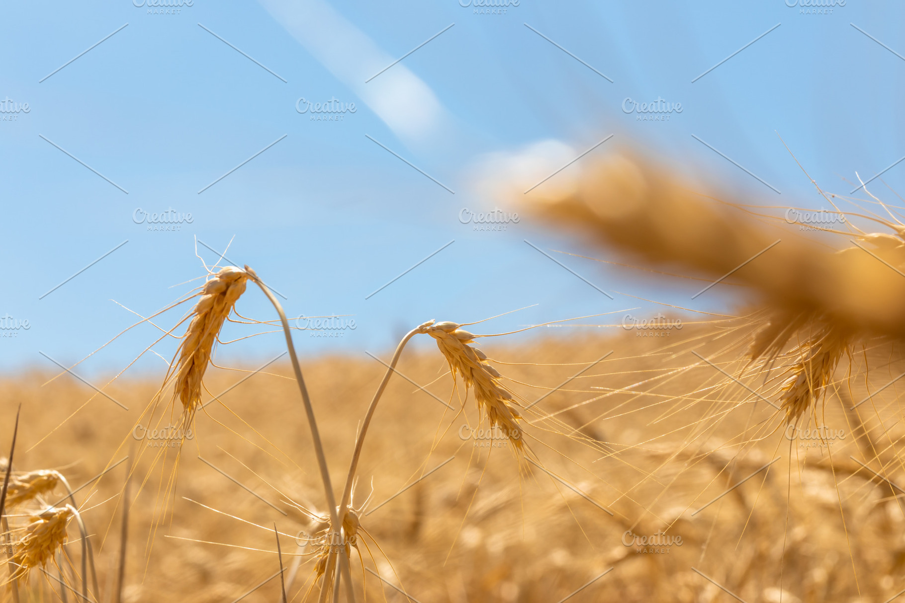 Ripe wheat spikes in a sunlit field under a clear blue sky, capt, a Nature Photo by Ales Munt