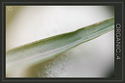 Organic 4 | 20 Botanical Photos, a Nature Photo by Melanie Helena (Thumbnail 11 of 21)