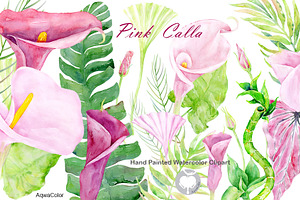 Watercolor clipart Pink Calla