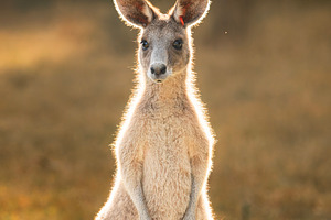 Eastern Grey Kangaroo