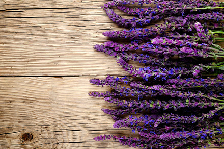 Clary Sage Flowers preview 6
