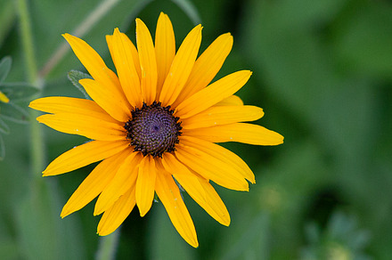 Vibrant Yellow Black Eyed Susan