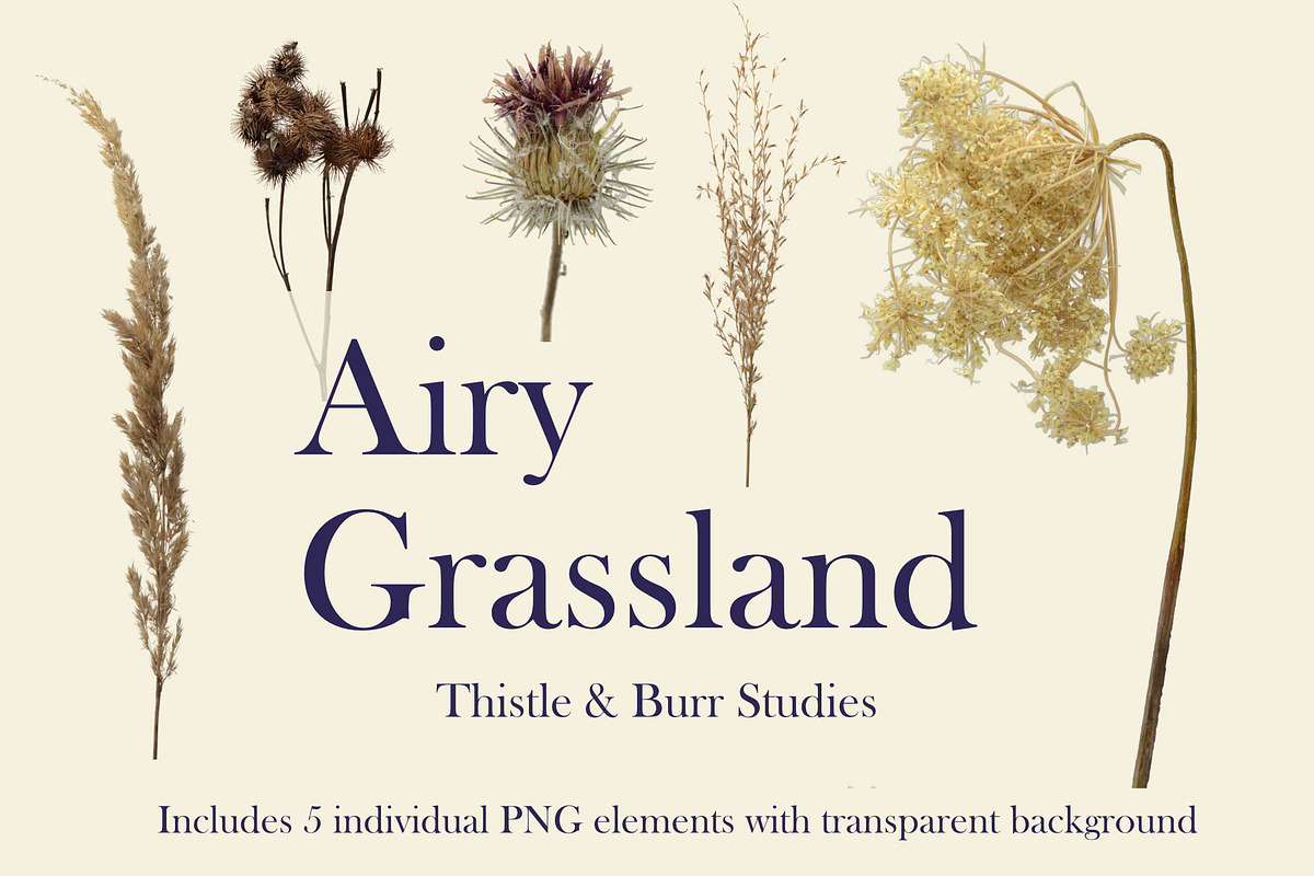 Airy Grassland — Thistle & Burr Stud, an Object Graphic by Aga Silva (Photo 2 of 4)