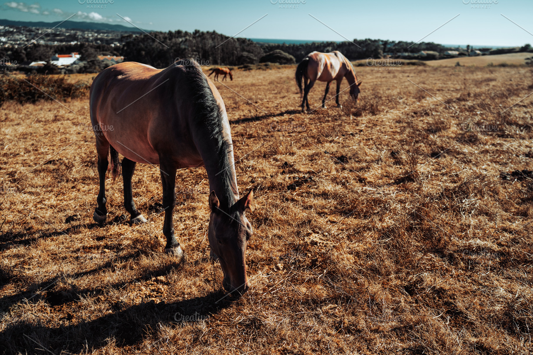 Horses Grazing Near the Coast, an Animal Photo by SkyNext