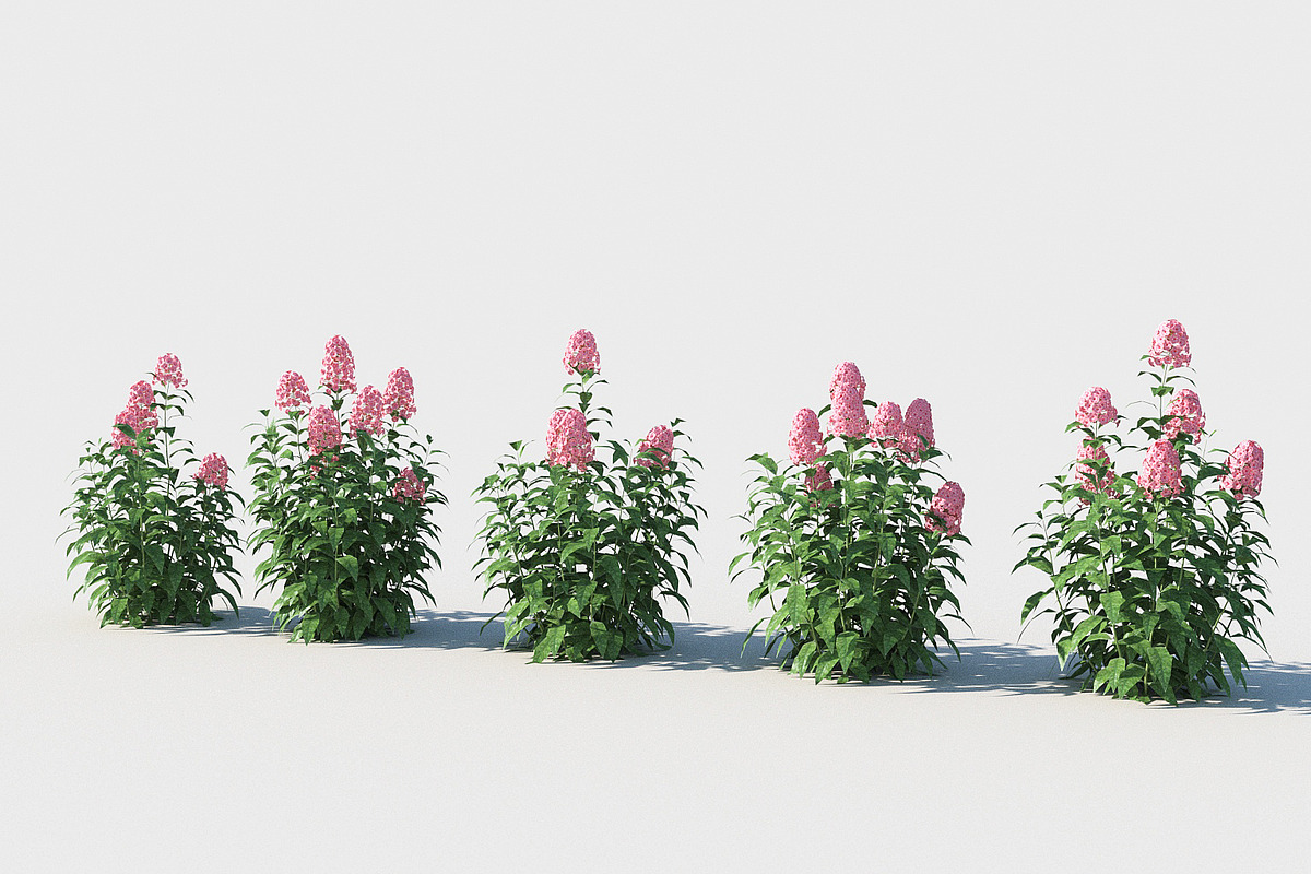 Phlox, an Environmental 3D Model by happy brush (Photo 3 of 6)