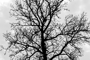 Crows on a tree, a Nature Photo by Beufville (Thumbnail 1 of 2)