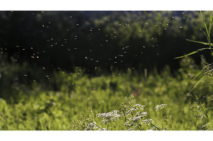 Flying midges.Creative. Hovering in, a Nature Photo by Media Whale Stock