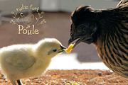 Poule Serif Rustic Font, a Serif Font by LABFcreations (Thumbnail 6 of 16)