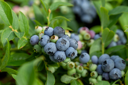 blueberries in the garden