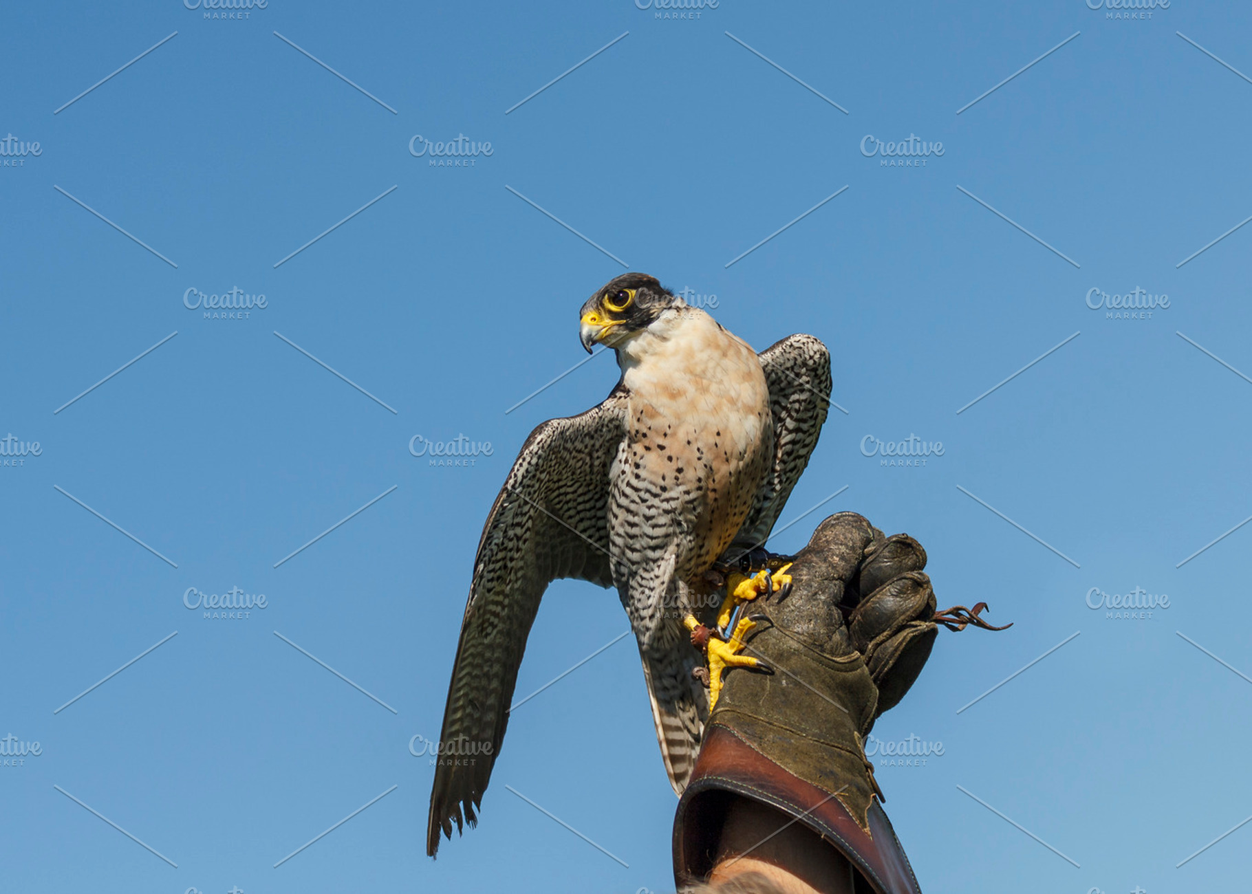Peregrine Falcon On Falconers Glove