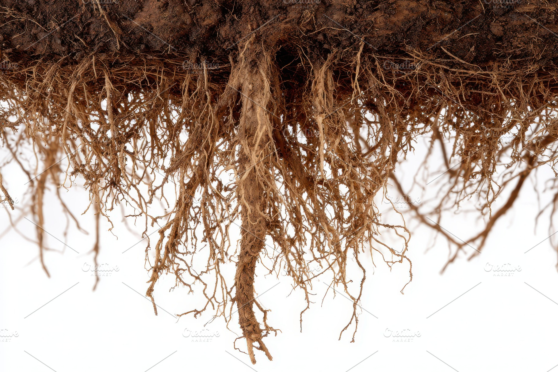 Intricate Plant Roots System Brown a, a Photo by Pixeness Studio