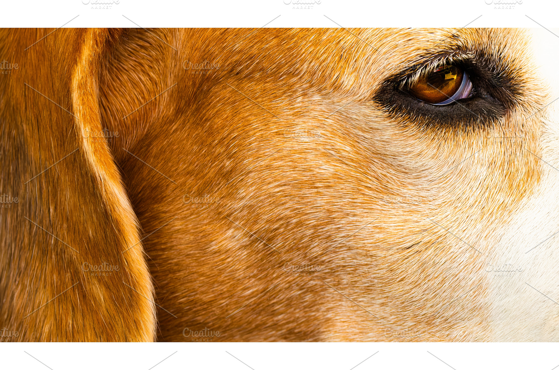 Beagle purebred dog close-up, an Animal Photo by MadPhotos