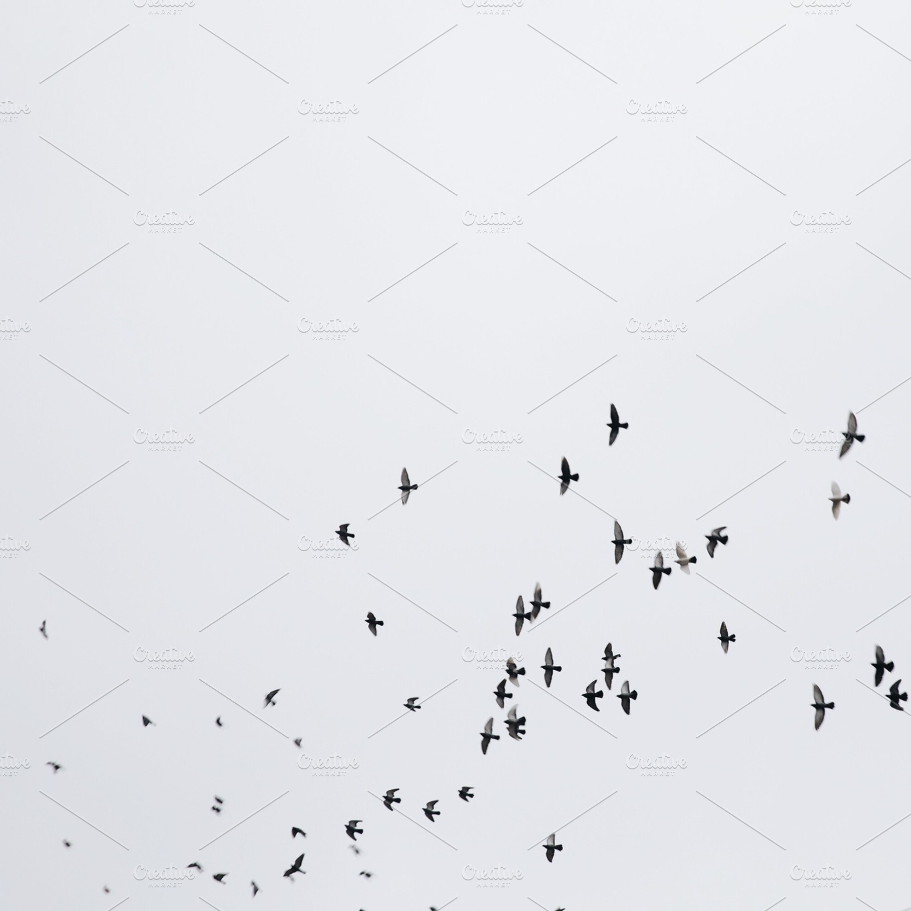 Flock of Birds, an Animal Photo by Toby Mitchell