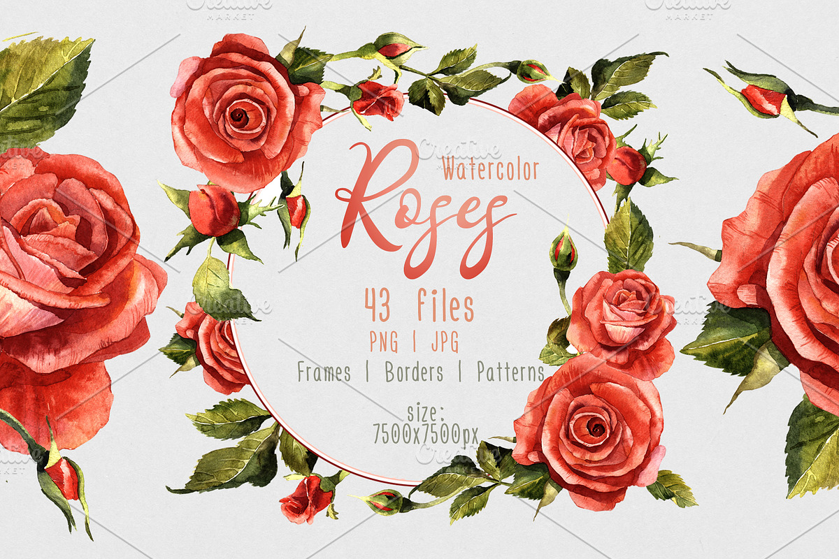 Red roses PNG watercolor flower set, a Seasonal Illustration by WatercolorPNG.com (Photo 1 of 8)