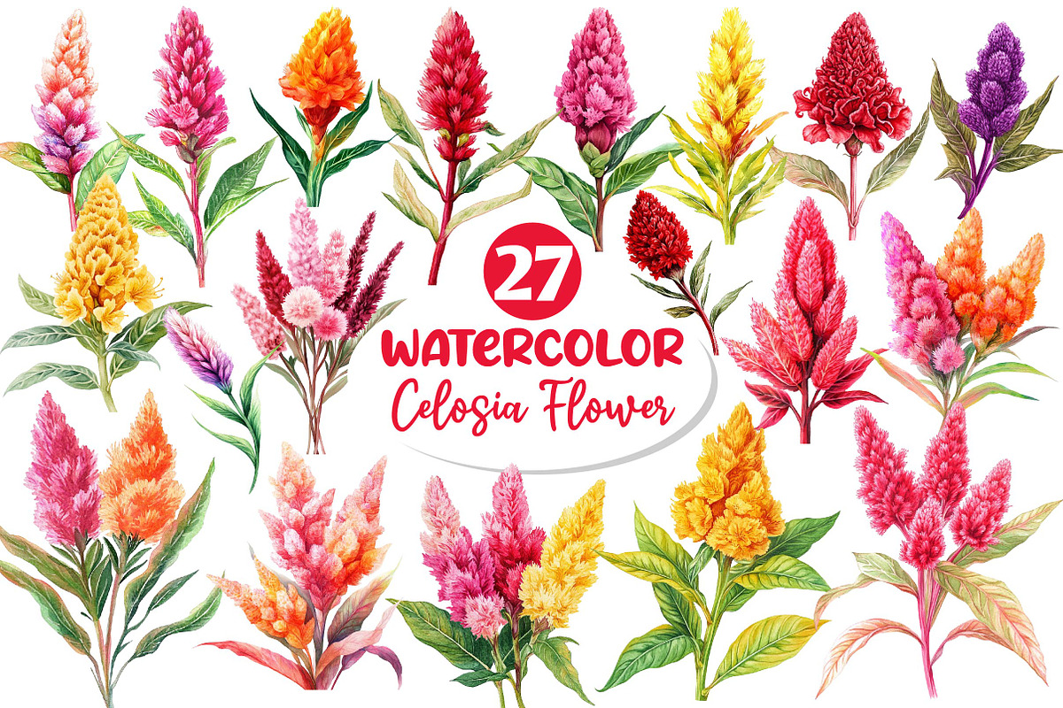 Celosia Flower Clipart, an Illustration by Dream Creation (Photo 1 of 6)