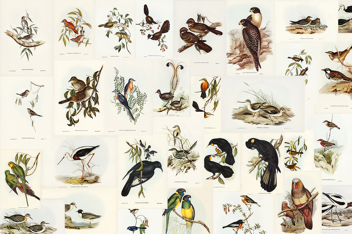 300+ The Birds of Australia, an Animal Illustration by Digital Museum (Photo 11 of 15)