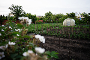 Vegetable garden with greenhouse surrounded by plants and trees in a peaceful s, a Photo by AS photostudio