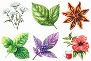 Watercolor Herbal Clipart Bundle, an Illustration by Craft Nest (Thumbnail 3 of 6)
