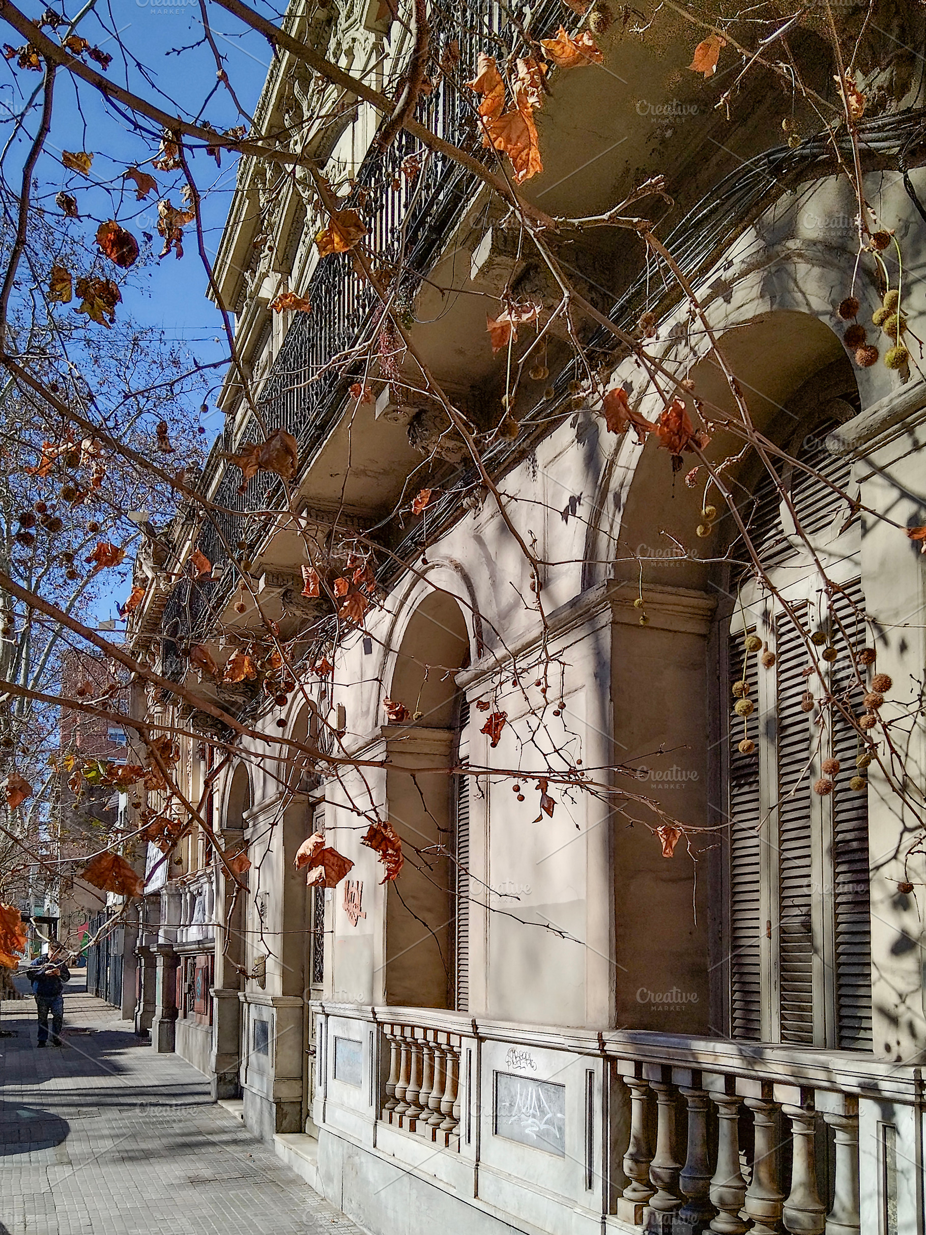 Sunlit building facade with bare vines, an Architecture Photo by DanFLCreativo
