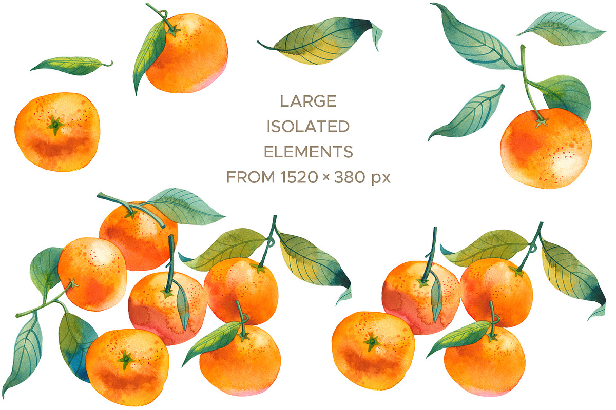 Watercolor Mandarin Fruits Vol. 1, a Food Illustration by Olga Begak Art & Design (Photo 2 of 10)