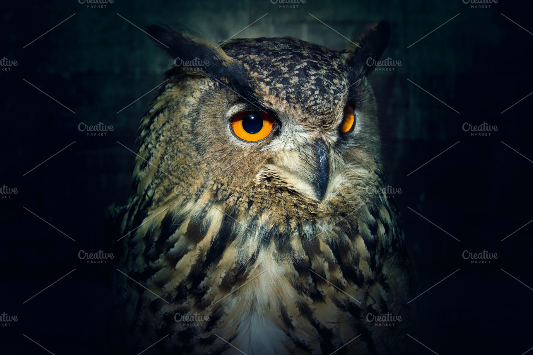 Owl close up at night., an Animal Photo by Milosz Aniol
