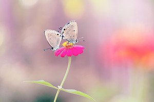 mating on a flower