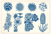 Vintage Flower Illustrations, a Decorative Illustration by Mr Vintage (Thumbnail 6 of 13)