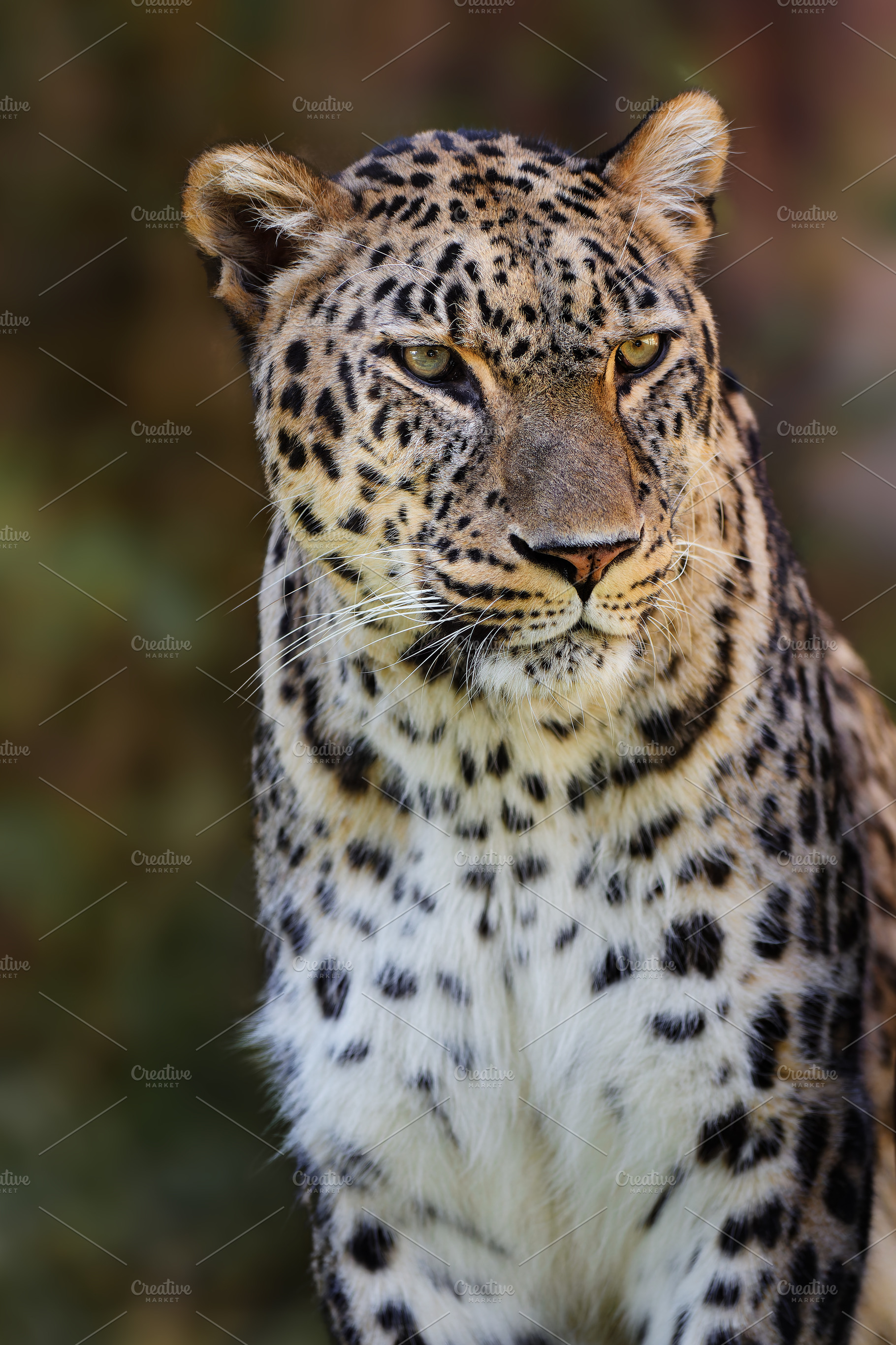 Wild Leopard in Close-Up with a Natu, an Animal Photo by Perpis