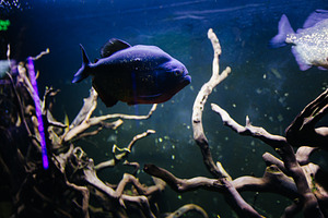 piranha