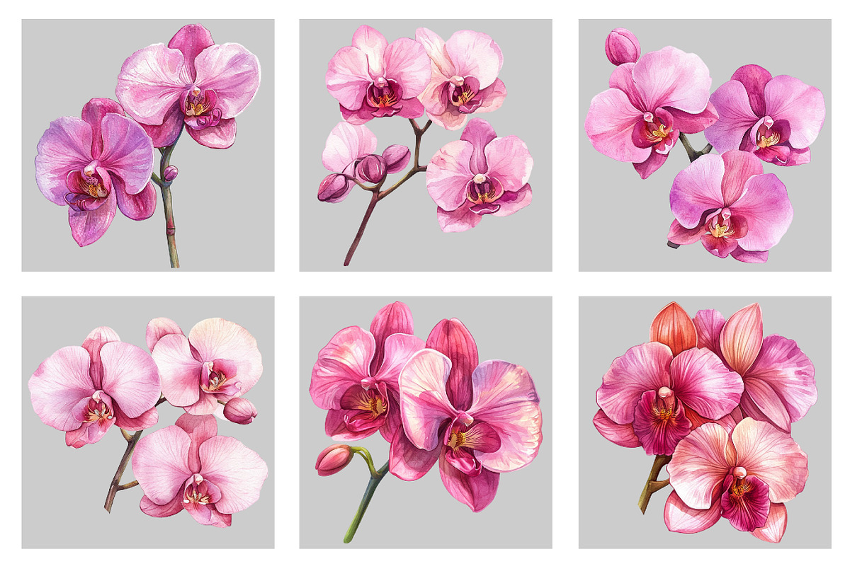 Watercolor Pink Orchid Clipart, an Illustration by Black Bird Studio (Photo 3 of 5)
