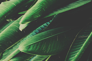 Green tropical leaves featuring green tropical leaves, large leaves, and