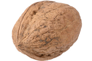 Whole walnut in its shell with pronounced texture and grooves, a Food & Drink Photo by ndanko